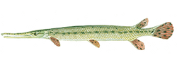 Longnose Gar